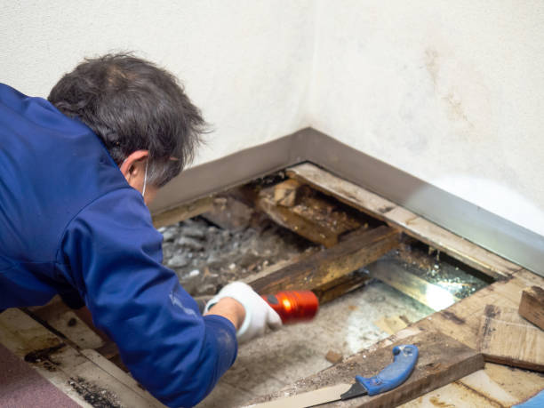 Best Mold Damage Repair  in Dickson City, PA