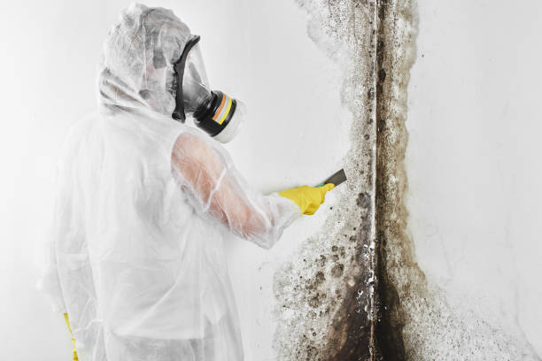 Best Crawl Space Mold Removal  in Dickson City, PA