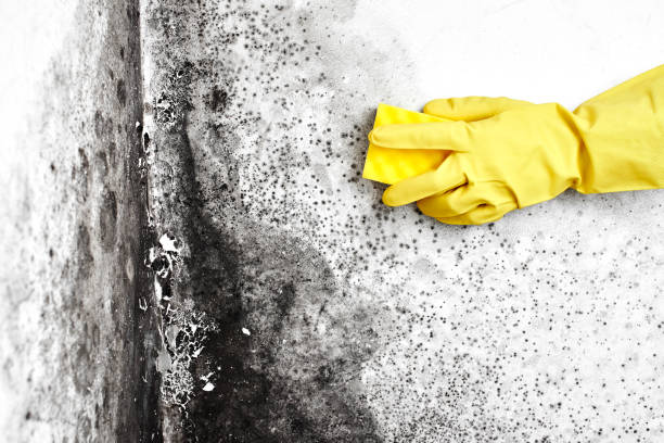 Best Office Mold Removal Services  in Dickson City, PA