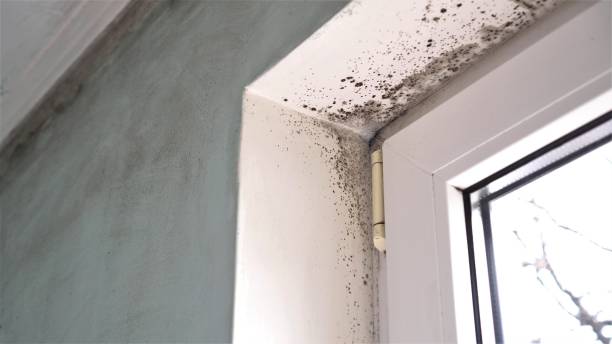 Best Fast Mold Removal  in Dickson City, PA