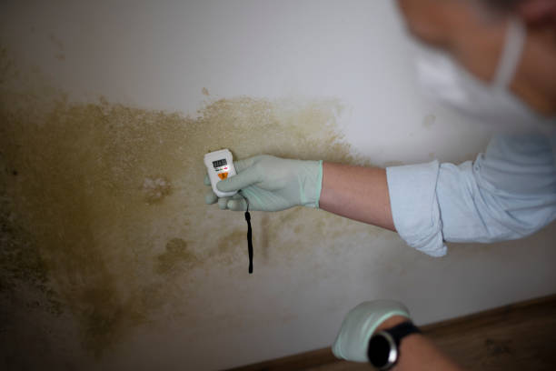 Reliable Dickson City, PA Mold Removal Solutions