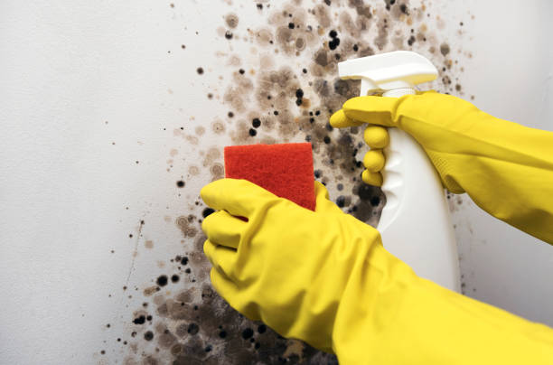 Best Emergency Mold Removal  in Dickson City, PA