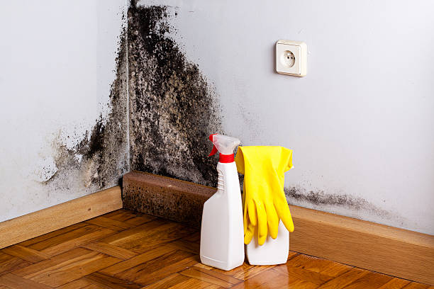 Best Same-Day Mold Removal  in Dickson City, PA