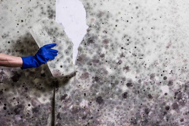 Best Attic Mold Removal  in Dickson City, PA